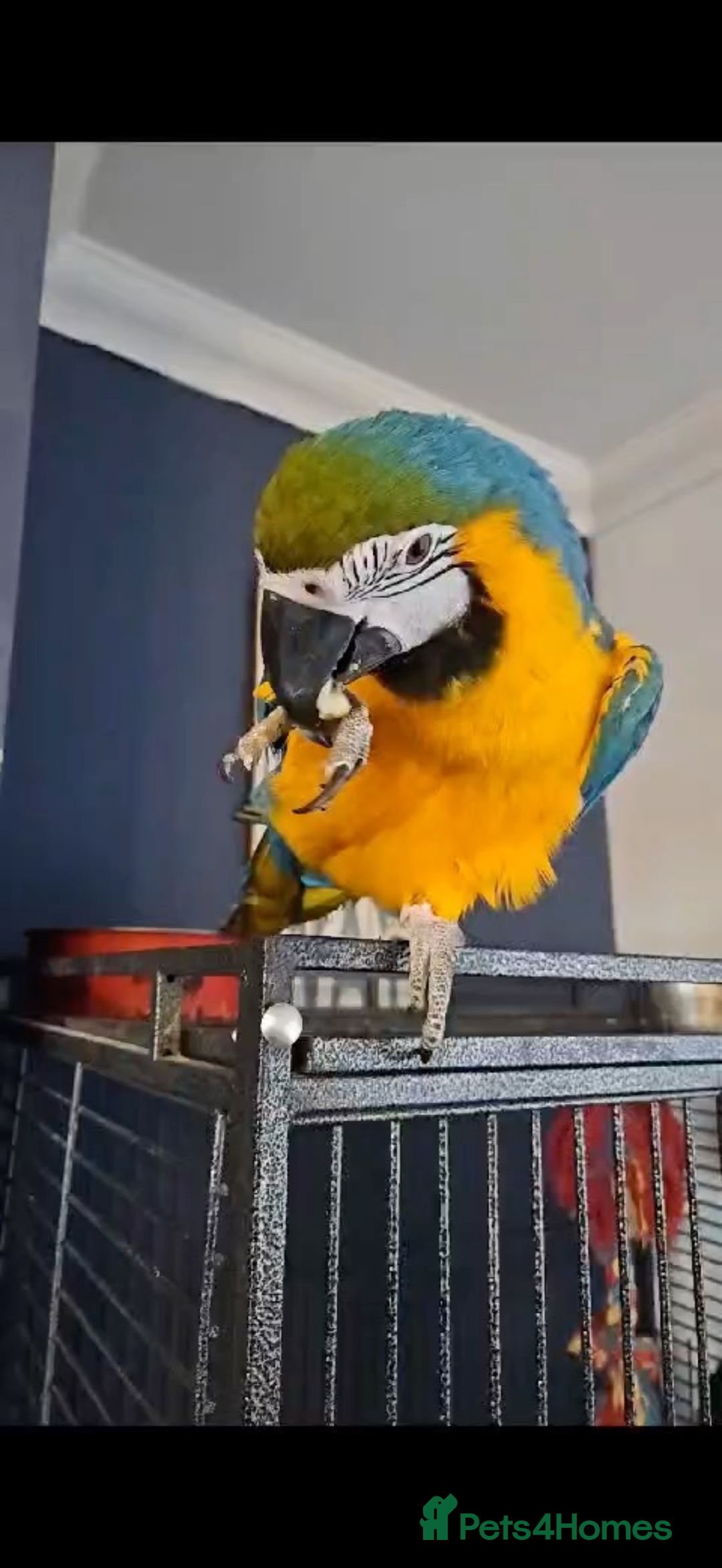 Macaws birds for sale: Blue and gold macaw  - Advert 2