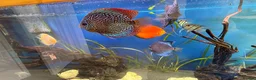Discus fish for sale: 6 Large Discus  in Sutton - Advert 3