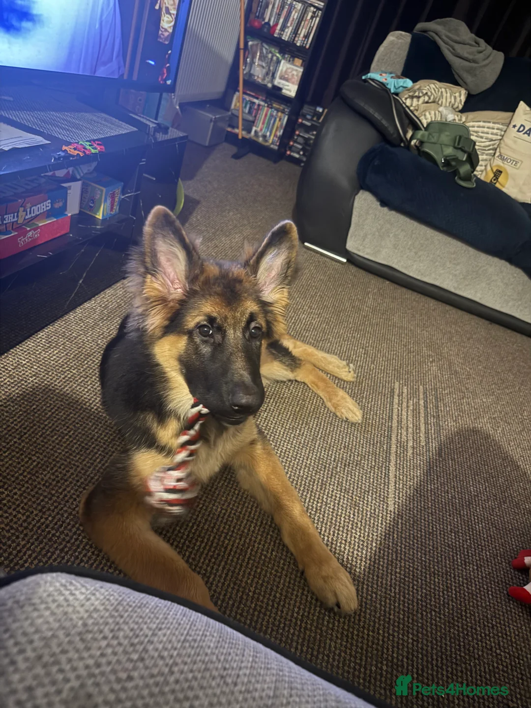 German Shepherd dogs for stud: German Shepard  in Lincoln - Advert 4