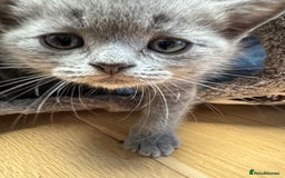 Brazilian Shorthair cats for sale: British Shorthair Kittens - Image 3