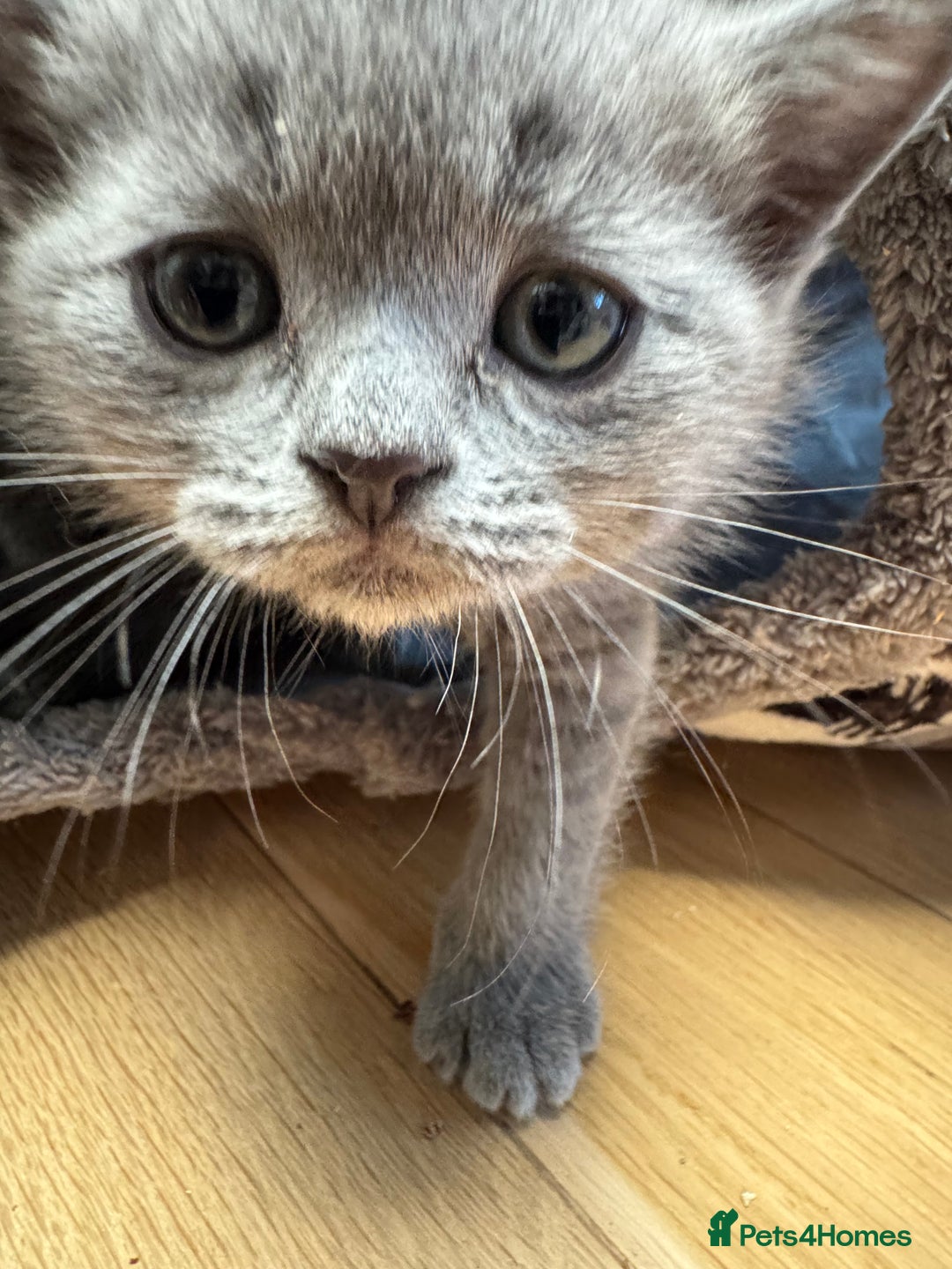 Brazilian Shorthair cats for sale: British Shorthair Kittens - Image 3