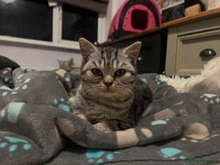 British Shorthair cats Silver British shorthair kittens - Advert 1