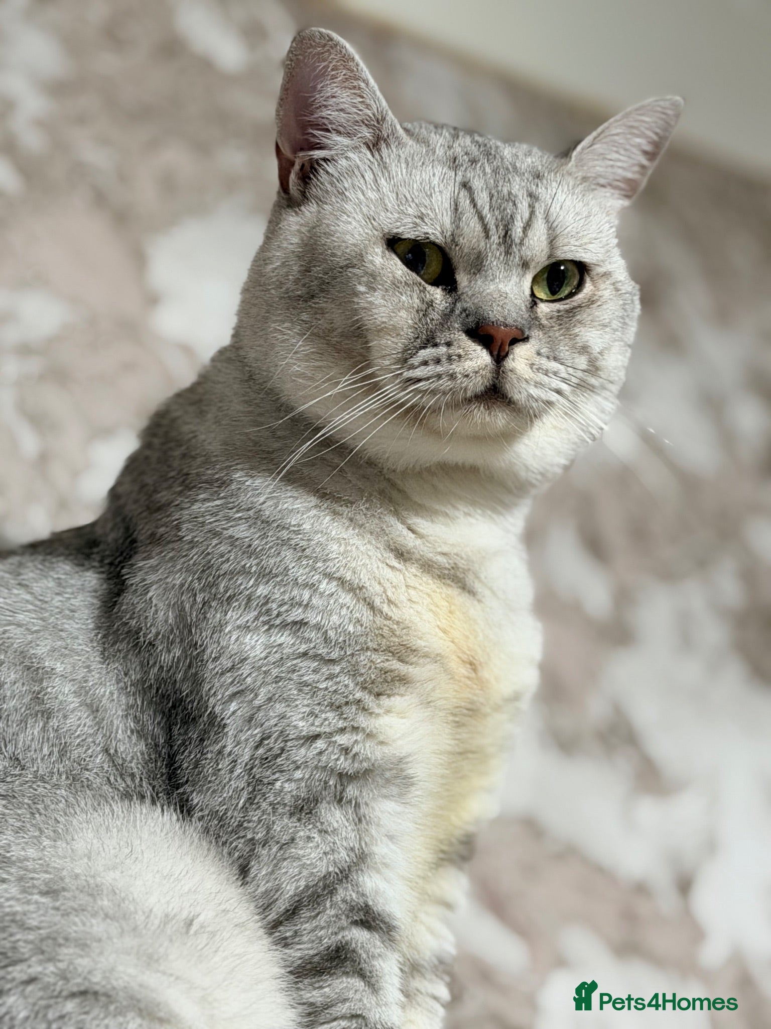 British Shorthair cats Chunky For STUD silver British Short Hair  - Advert 9