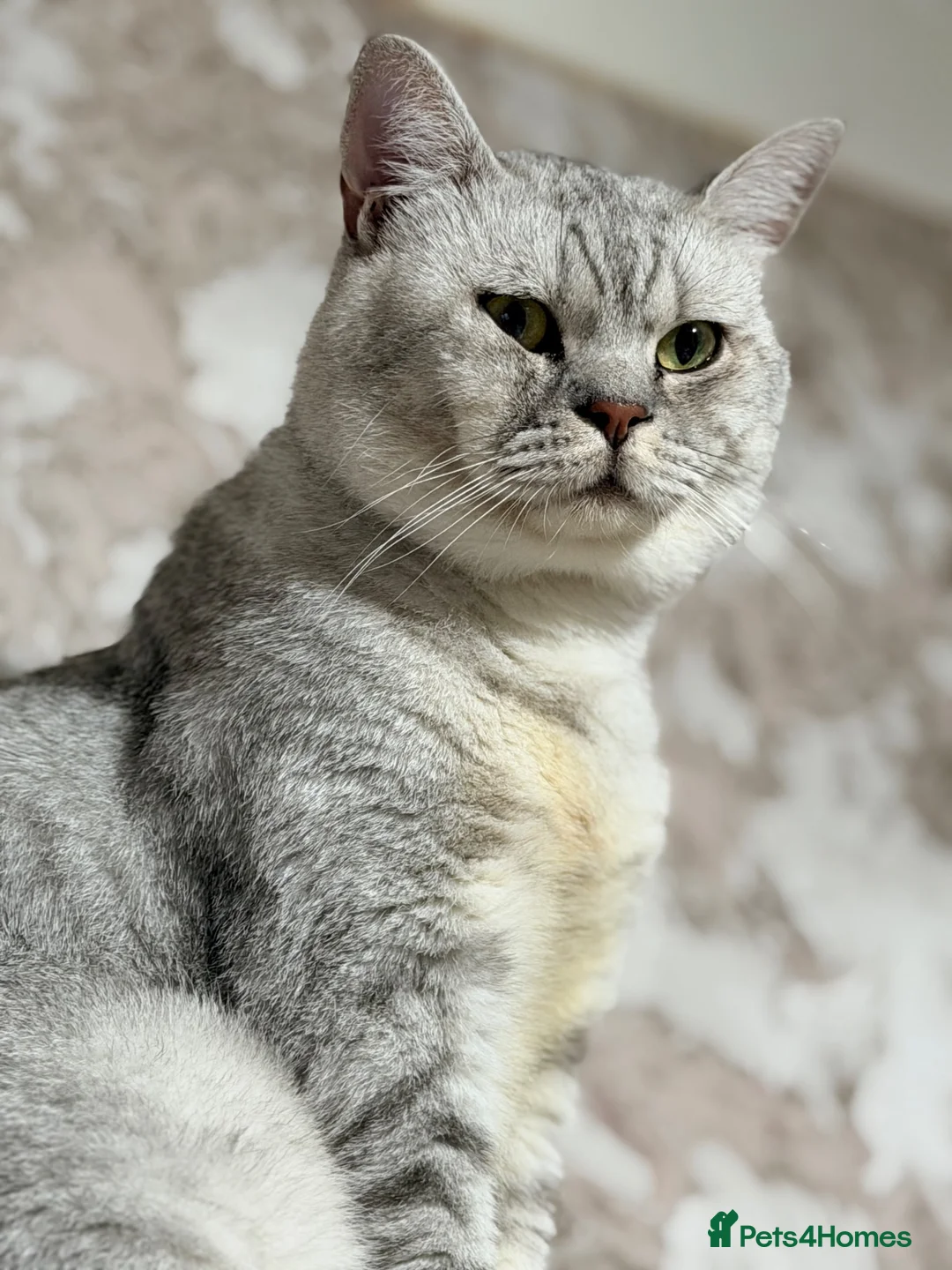 British Shorthair cats for stud: Chunky For STUD silver British Short Hair  - Advert 1