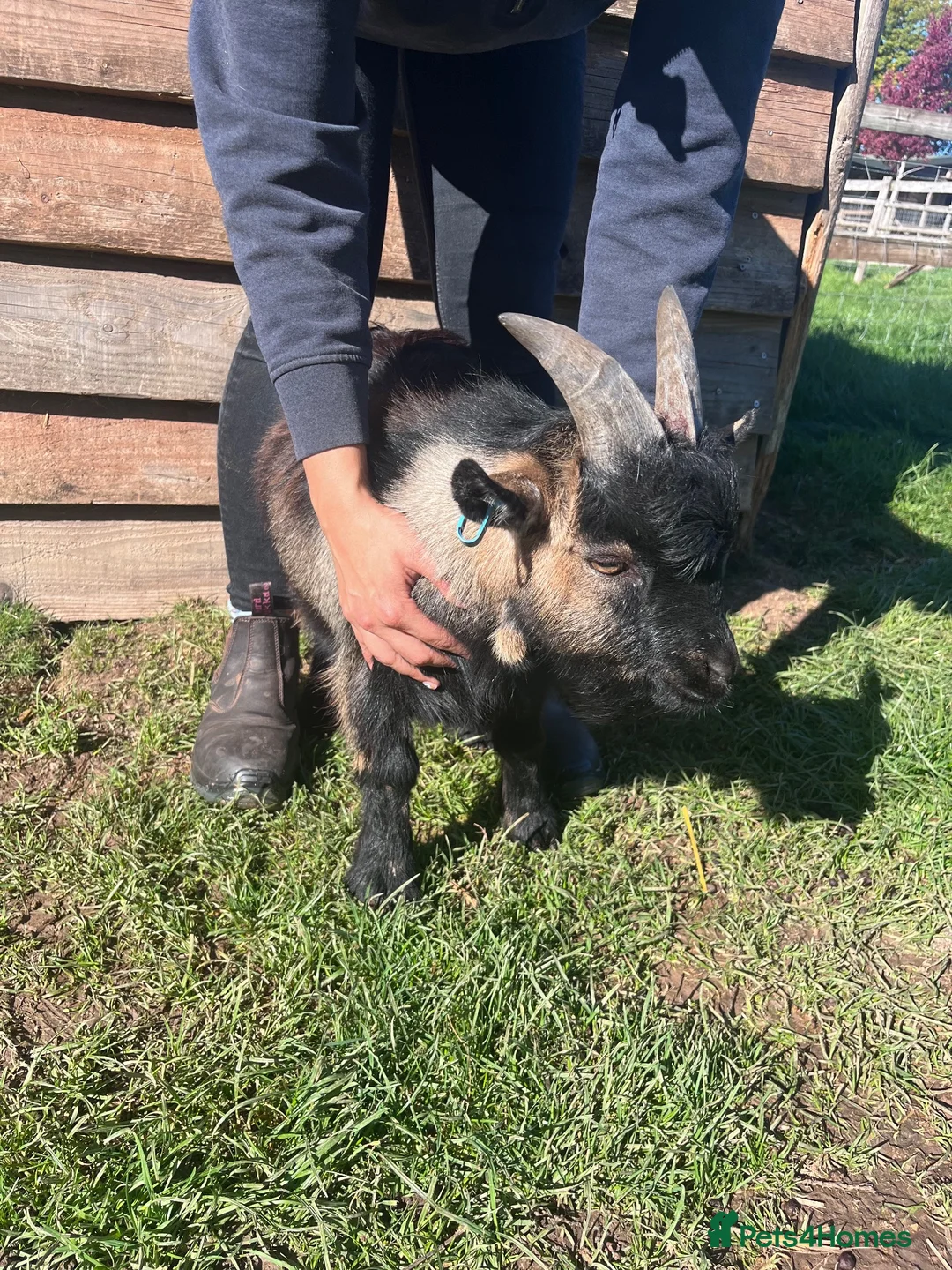 Goats livestock for sale: Entire Pygmy Billy Ready For Work - Advert 3