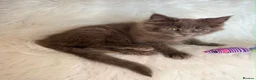 Maine Coon cats for sale: Maine coon kittens fluffy cuddly kittens - Advert 28