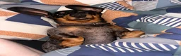Miniature Dachshund dogs for sale: Silver dapple miniature dachshund in Cowbridge - Advert 4