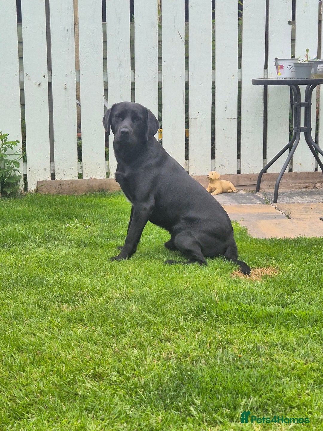 Springador dogs for sale: Labrador  - Image 12