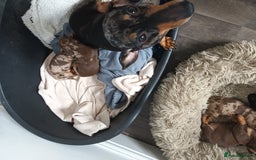 Dachshund dogs for sale: Mini Chocolate dapple sausage/daschunds puppies - Image 5