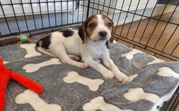 Beagle dogs for sale: Female Beagle  - Image 3