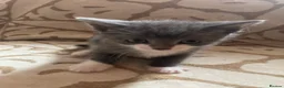 Domestic Shorthair cats for sale: Kittens For Sale  - Advert 3
