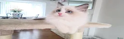 Ragdoll cats for sale: READY NOW ***** INDOOR PEDIGREE RAGDOLL KITTENS - Advert 2