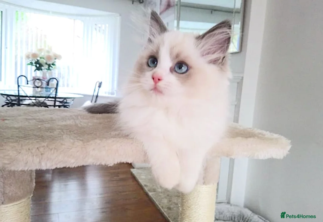 Ragdoll cats for sale: READY NOW ***** INDOOR PEDIGREE RAGDOLL KITTENS - Advert 2