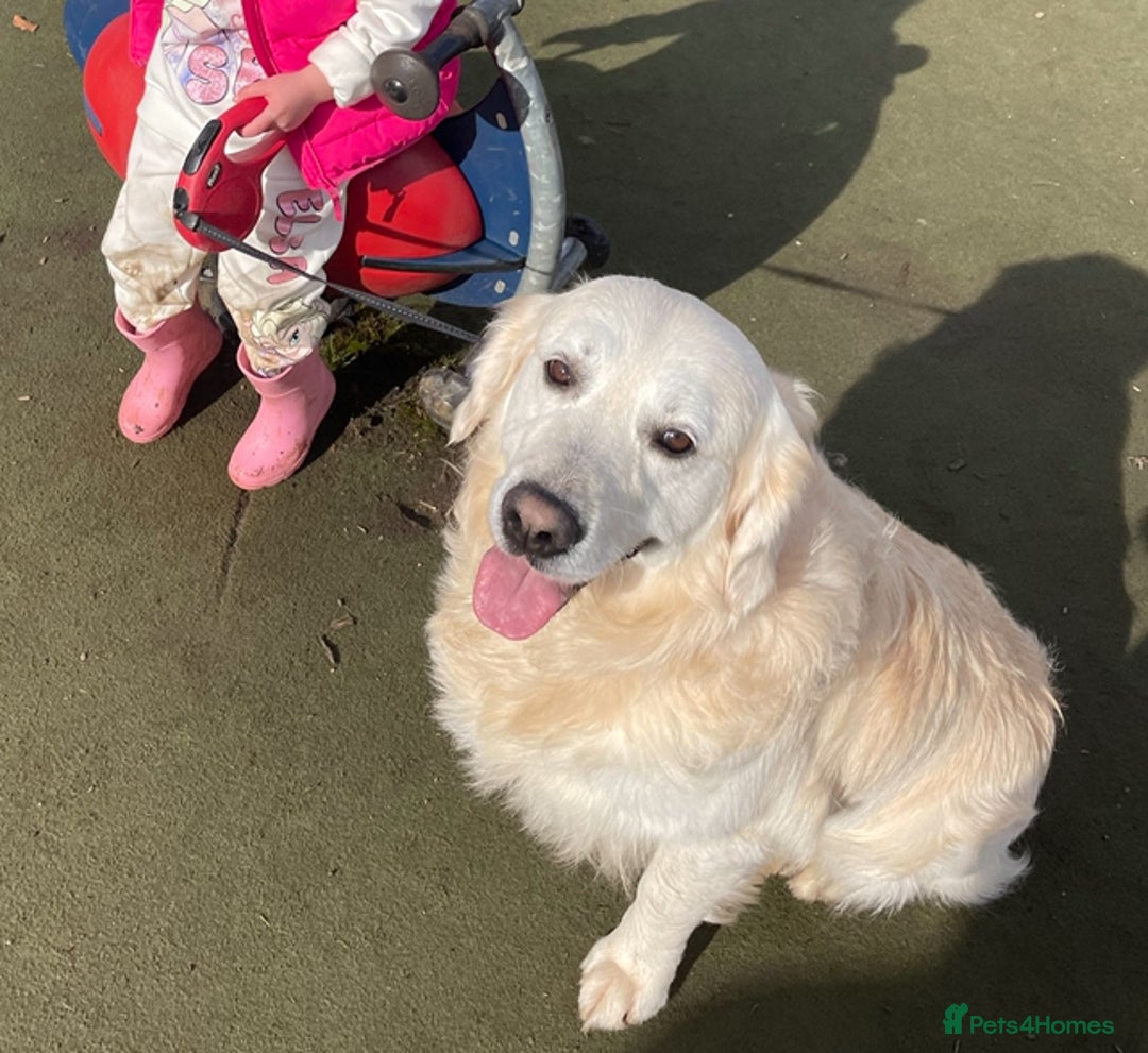 Golden Retriever dogs for stud: Beautiful golden retriever for stud  - Image 6