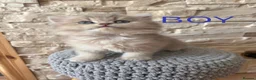 British Shorthair cats for sale: GOLDEN BSH KITTENS AVAILABLE FOR RESERVATION - Advert 16