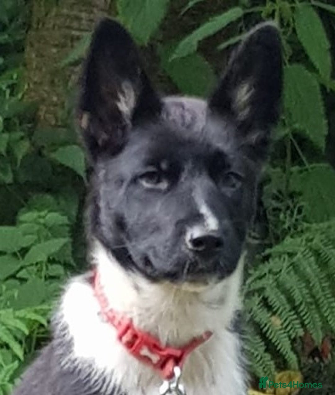 akita dog lab border collie mix