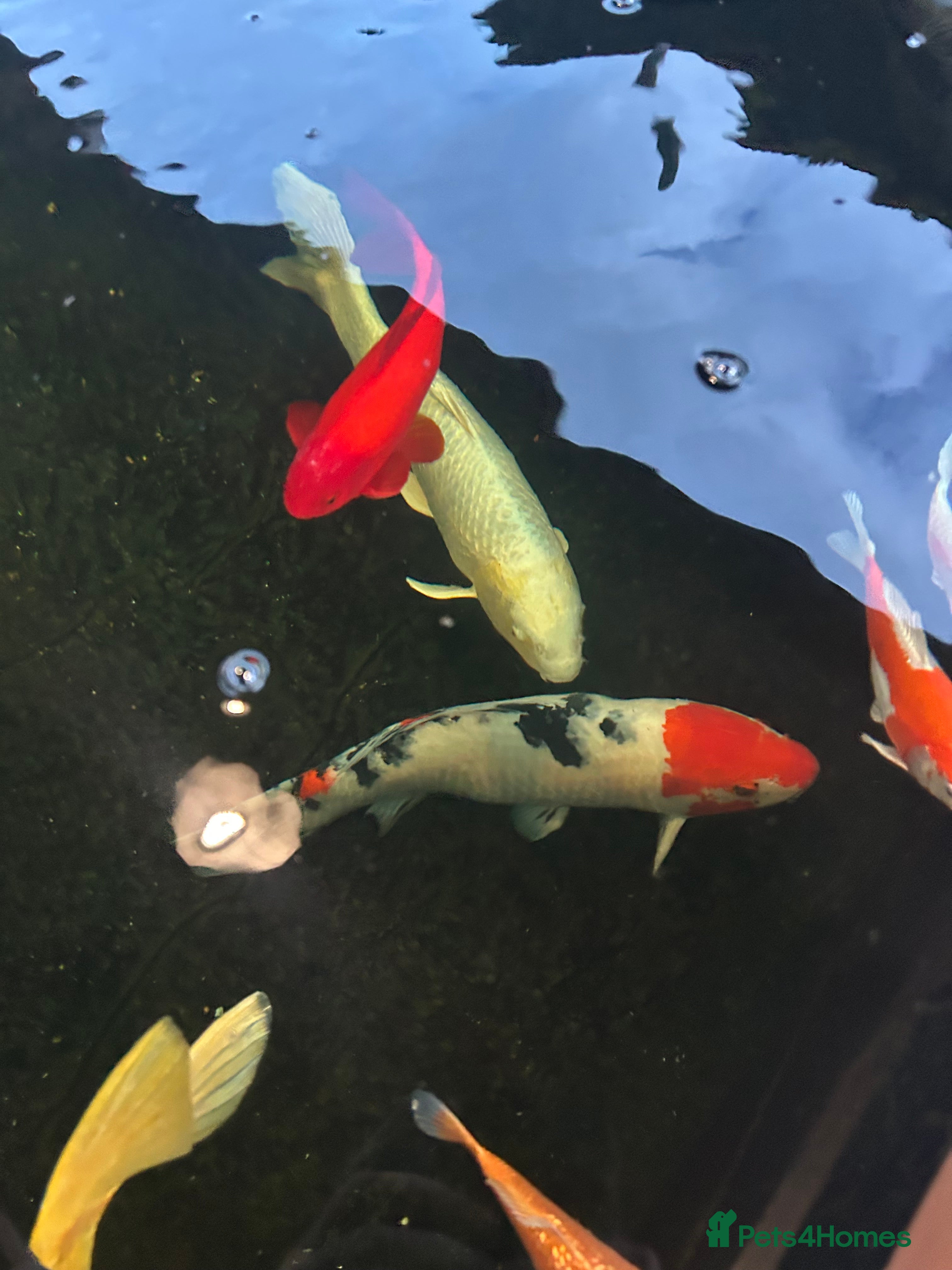 Koi Carp fish Koi carp  - Advert 1