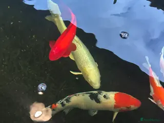 Koi Carp fish Koi carp - Advert 3