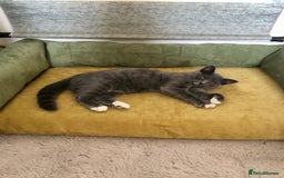 Persian cats for sale: Gorgeous Persian Cross Kittens  - Image 8