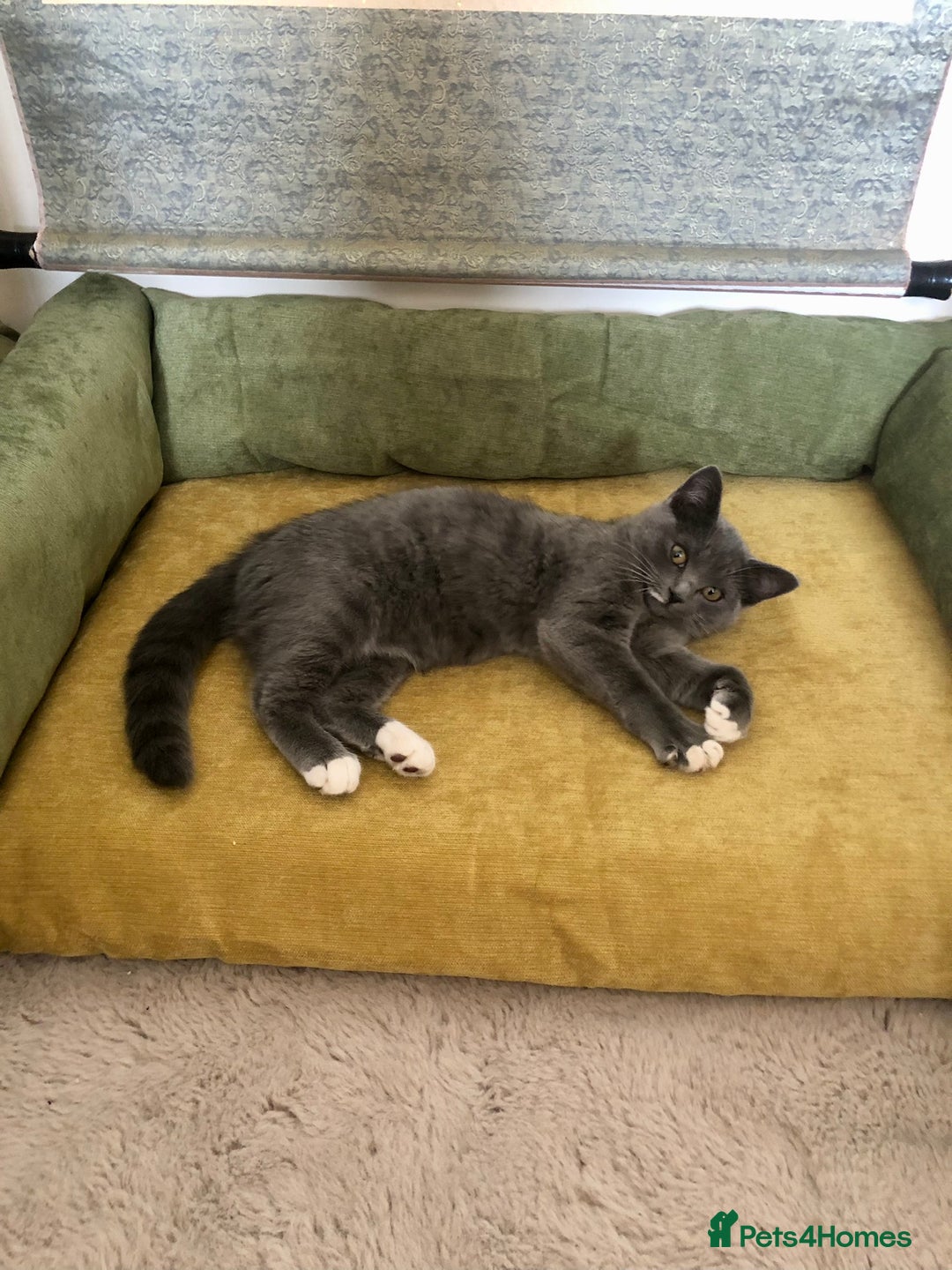 Persian cats for sale: Gorgeous Persian Cross Kittens  - Image 8