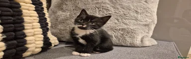 Mixed Breed Kitten 6