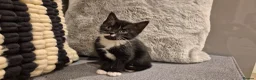 Mixed Breed cats for sale: 6 lovely kittens - Advert 7