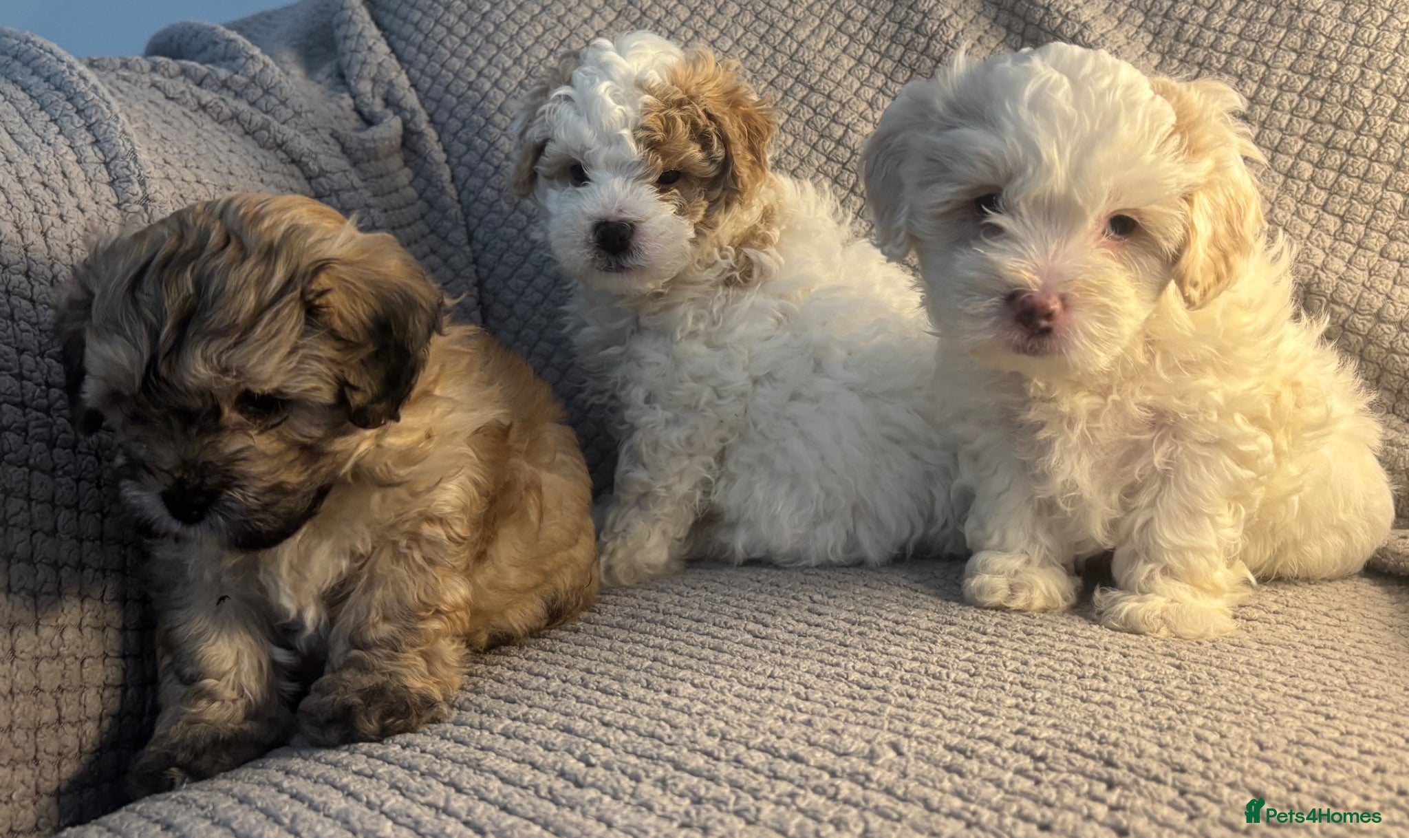 Maltipoo dogs MALTIPOO PUPPIES - Advert 1