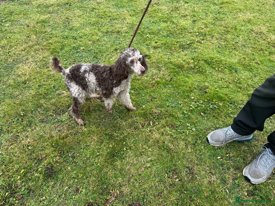 Miniature Poodle dogs for sale: Stunning looking male miniature poodle  - Advert 5