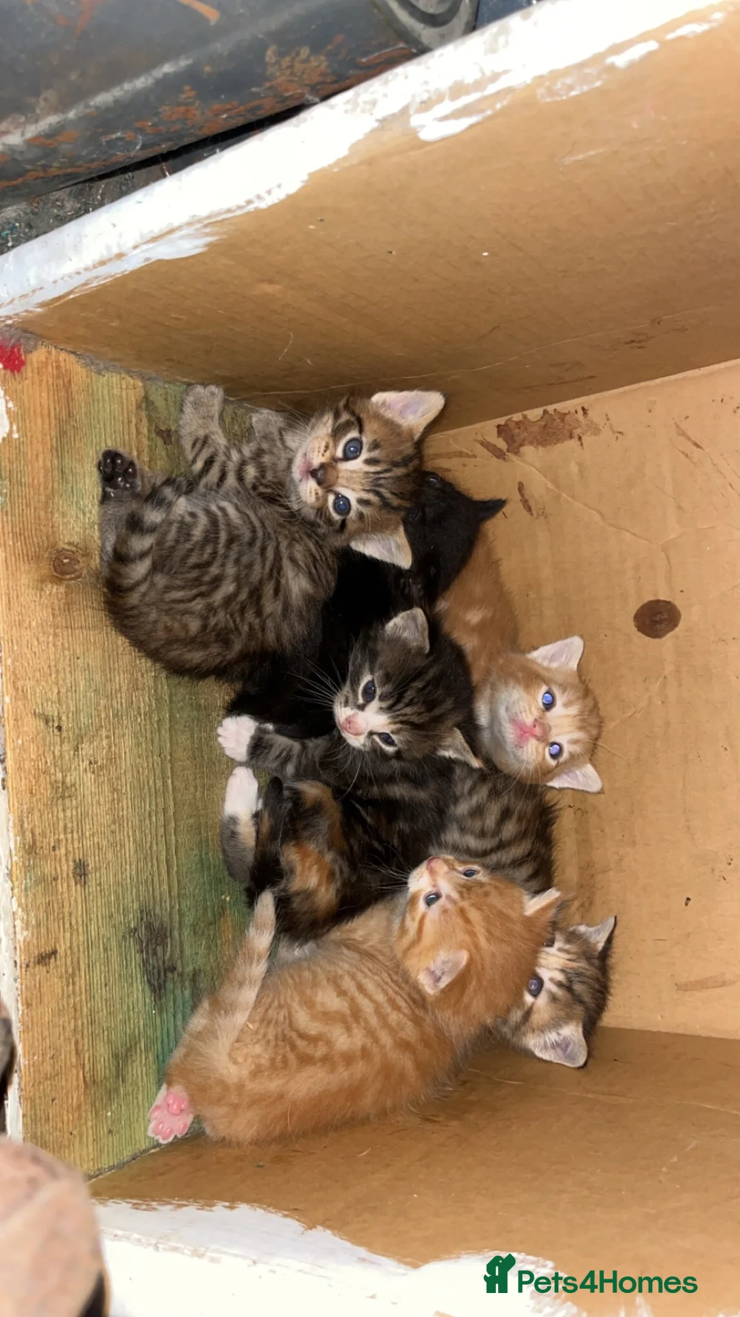 Domestic Shorthair cats for sale: Farm kittens for sale  - Advert 3