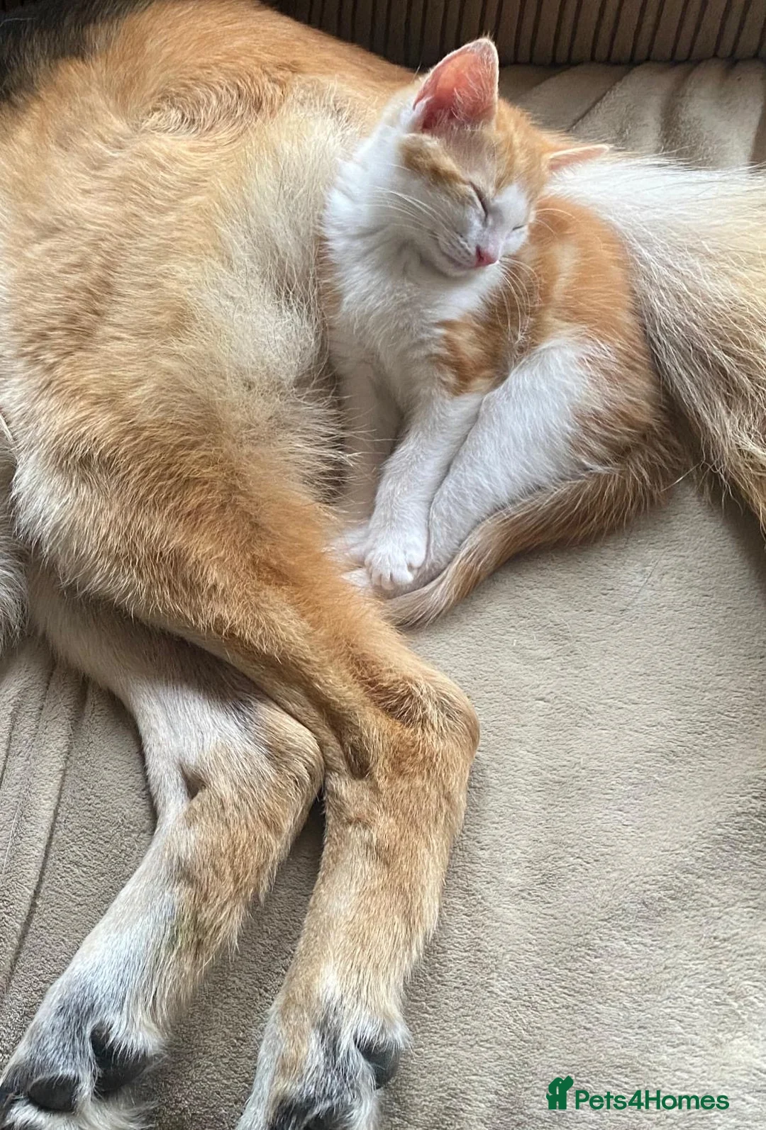 Mixed Breed cats for sale: 3 male kittens - Advert 3