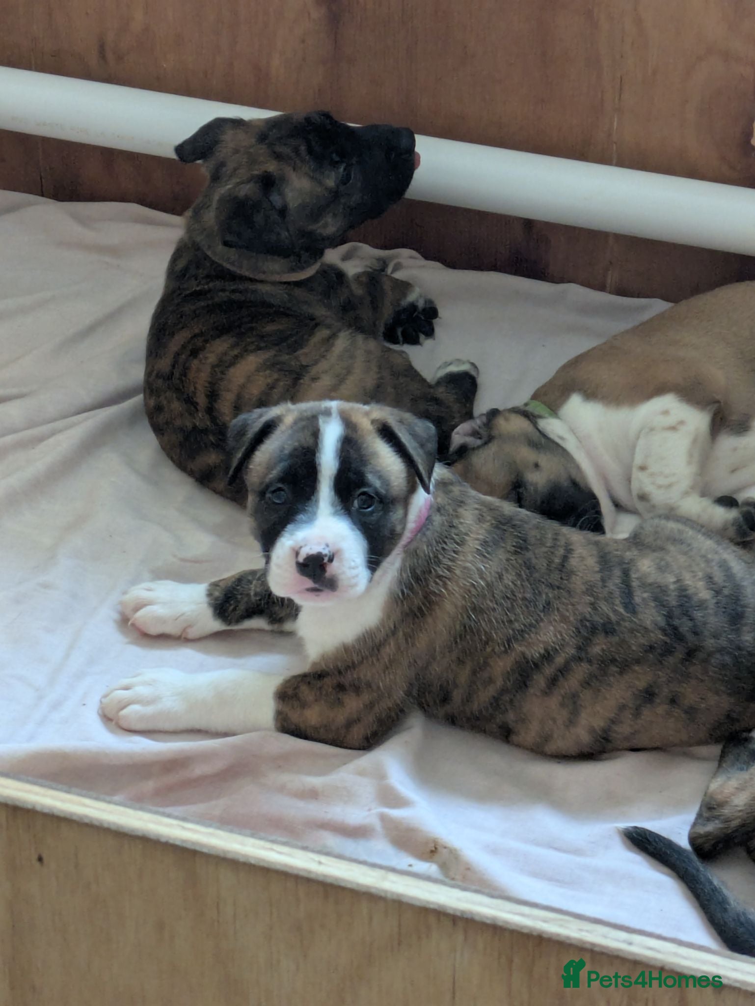 Mixed Breed dogs American bulldog x Belgian Malinois  - Advert 8