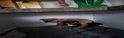 English Bulldog dogs for sale: English bulldog puppies  - Advert 4