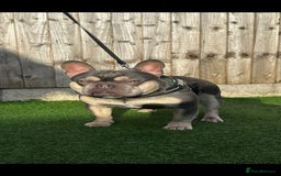 French Bulldog dogs for stud: Lambo in Tipton - Image 1