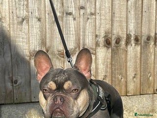 French Bulldog dogs in Tipton - Advert 33