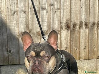 French Bulldog dogs Lambo in Tipton - Advert 1