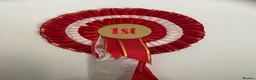 Golden Retriever dogs for sale: Golden Retriever Puppies Health Tested  - Advert 4