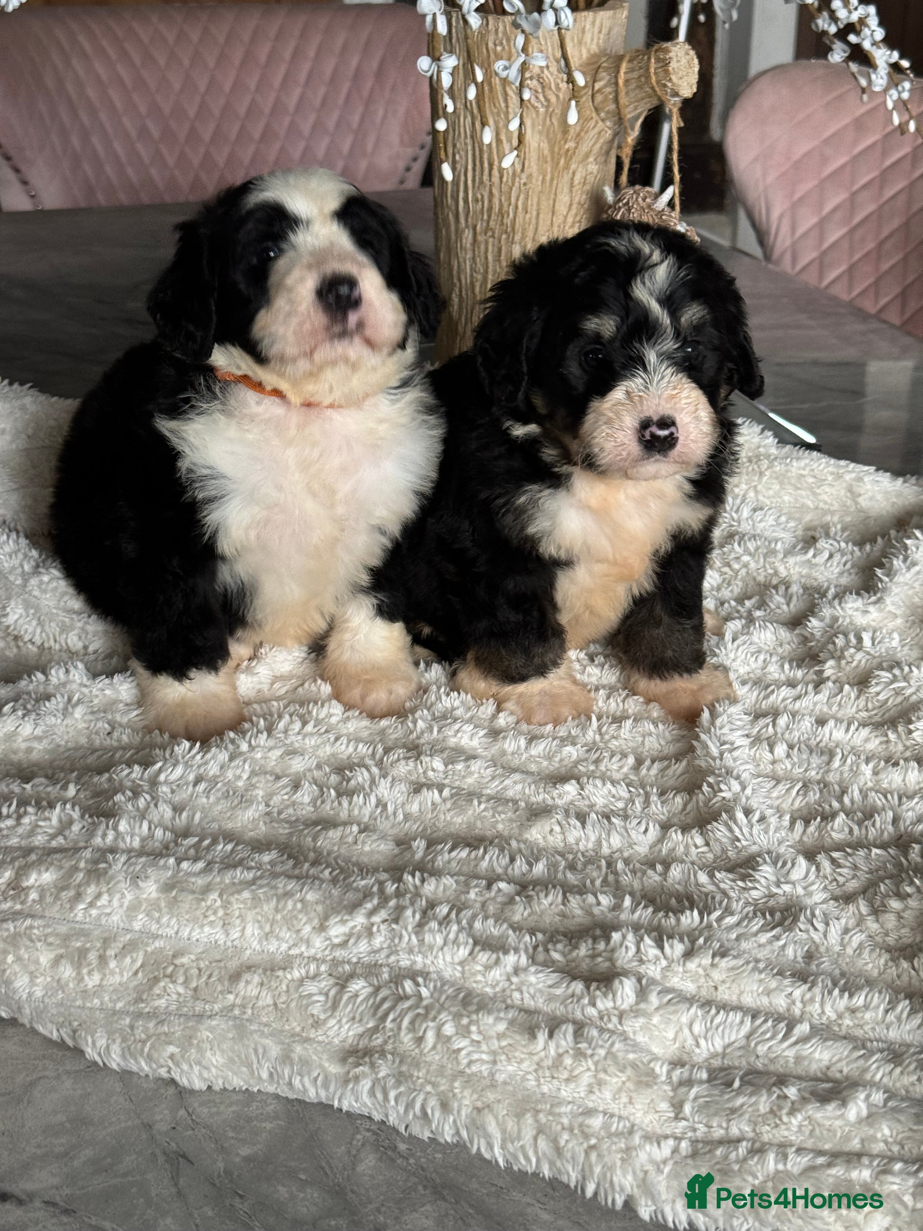 Bernedoodle dogs 3 f1 standard bernedoodles puppies  - Advert 6