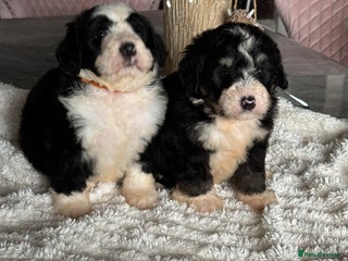 Bernedoodle dogs 3 f1 standard bernedoodles puppies - Advert 6