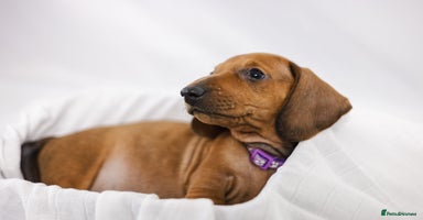 Dachshund dogs - Advert 10