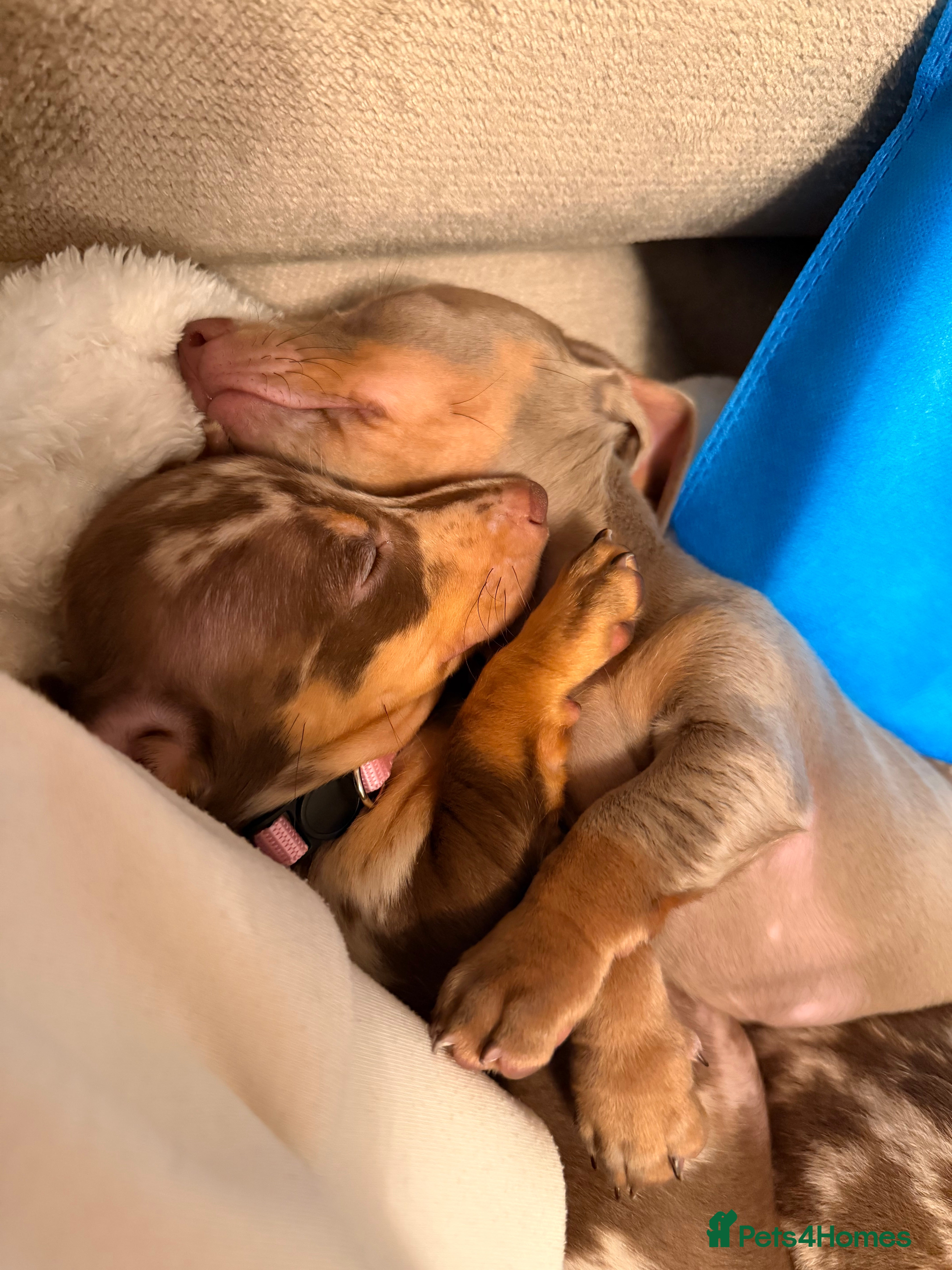 Miniature Dachshund dogs 2 stunning girls available !!  - Advert 18