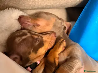 Miniature Dachshund dogs 2 stunning girls available !! - Advert 18