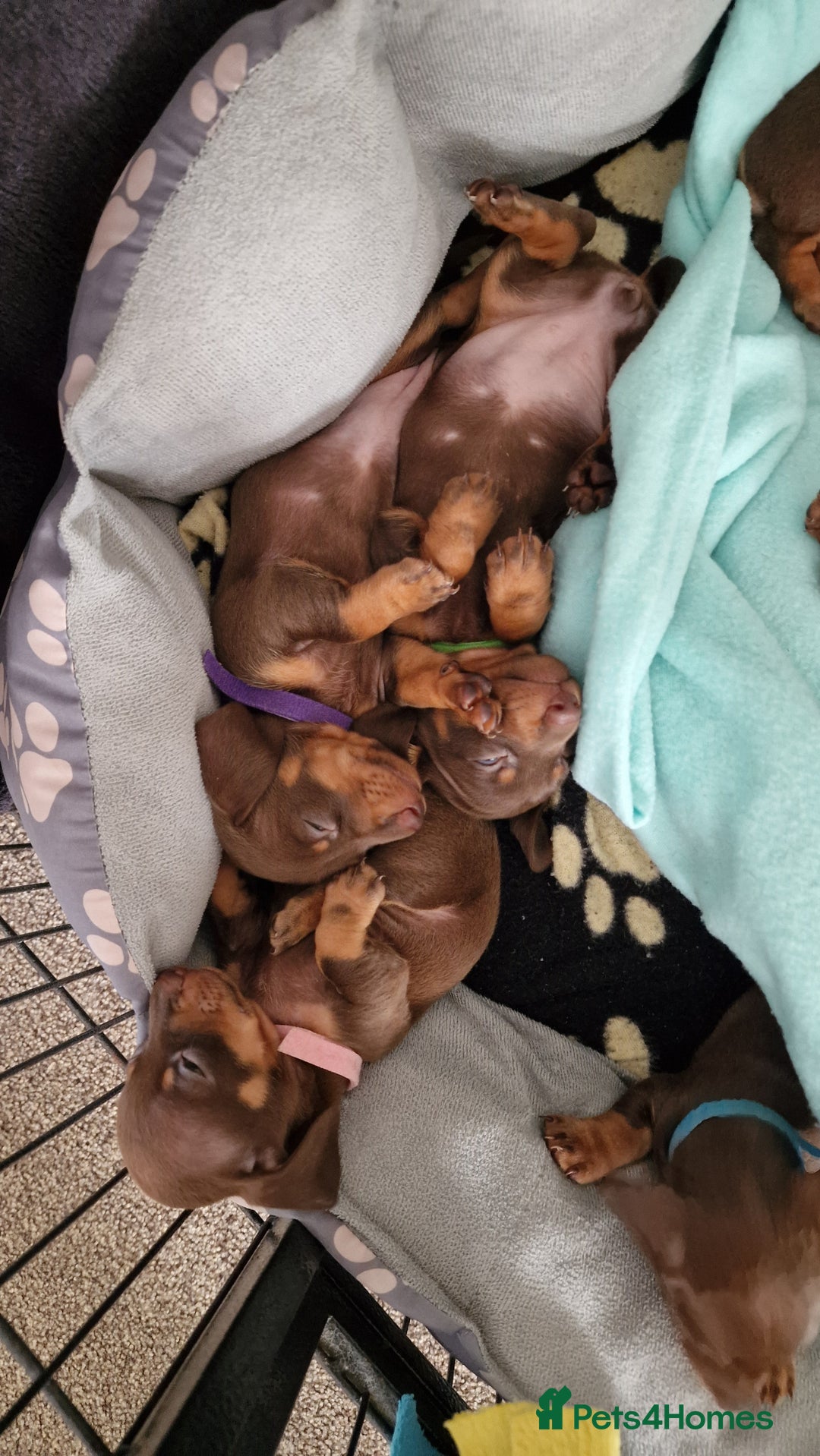 Dachshund dogs for sale: Miniature Smooth Haired Dachshund Puppies - Image 19