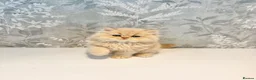 Persian cats for sale: Beautiful Long-Haired Persian Kittens - PKD neg - Advert 5