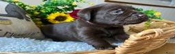 Labrador Retriever dogs for sale: STUNNING Chocolate Labrador Puppies  - Advert 34
