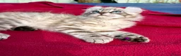 Keetso cats for sale: Superb very rare polydactyl curled eared keetsos  - Advert 10