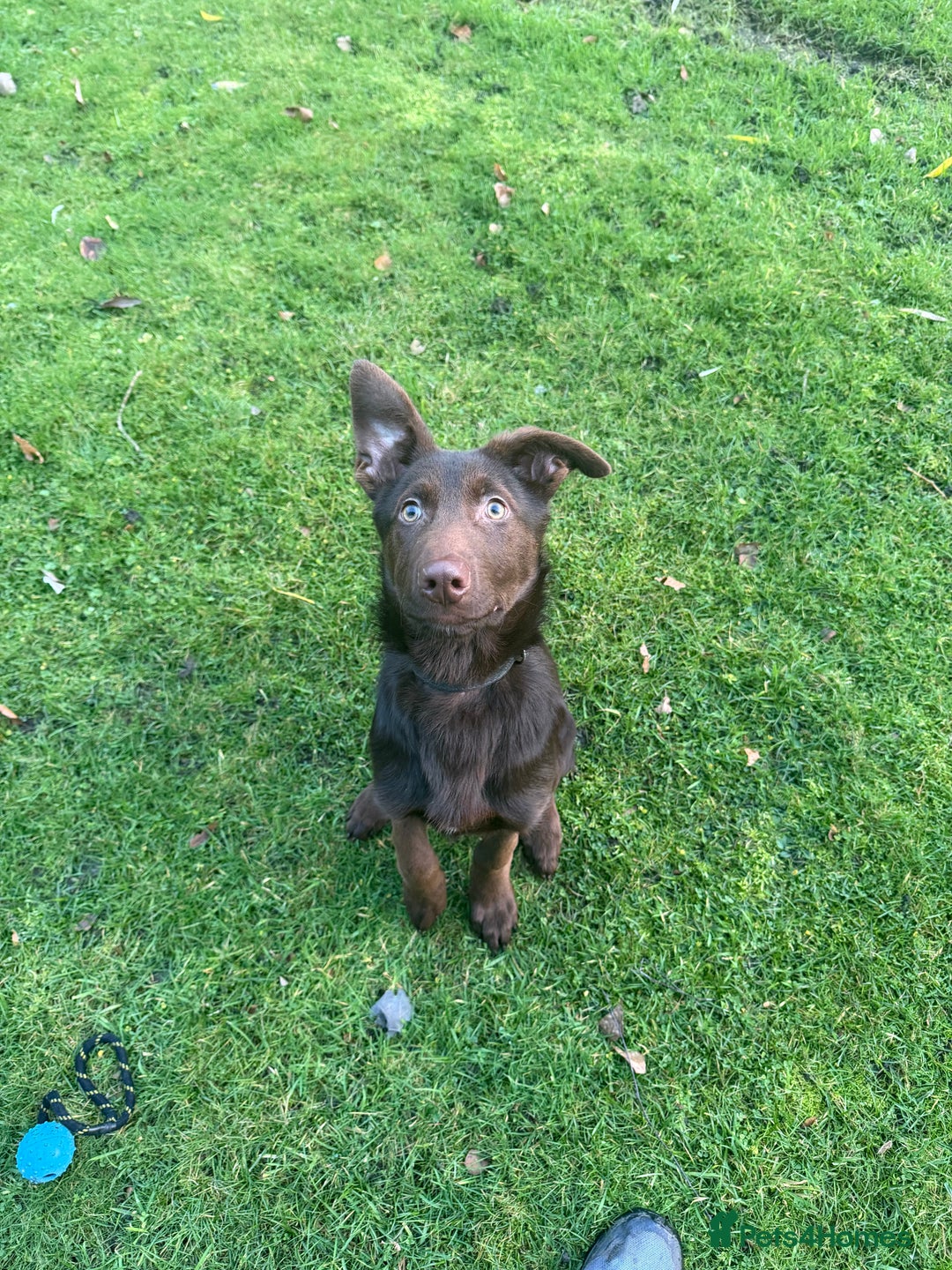 German Shepherd dogs for sale: German Shepherd - Liver & Tan working line  - Advert 1