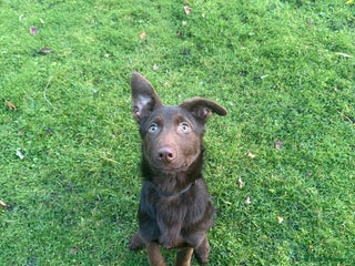 German Shepherd dogs German Shepherd - Liver & Tan working line - Advert 10