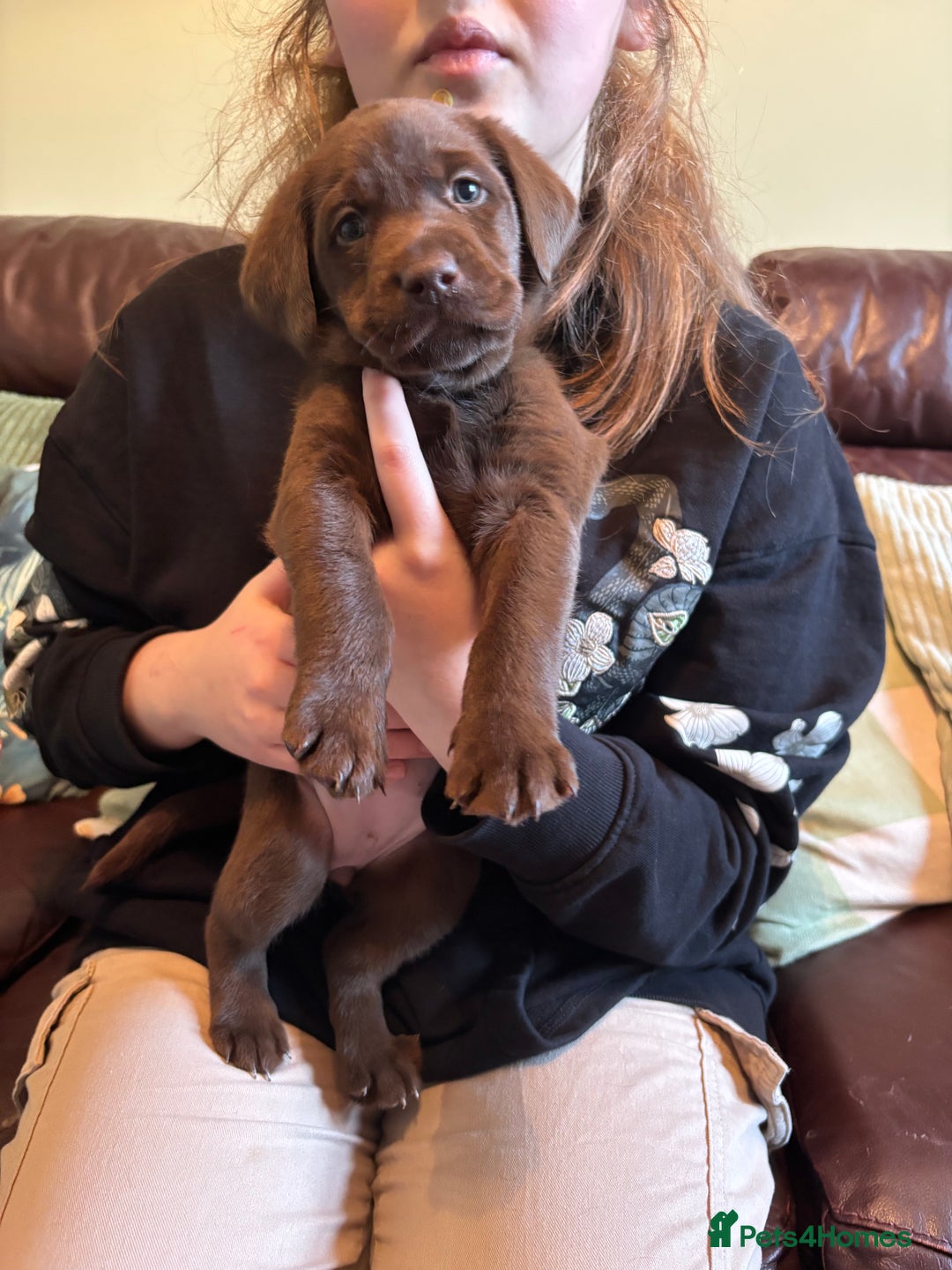 Labrador Retriever dogs for sale: Chocolate and Black Labrador Puppies - Advert 32