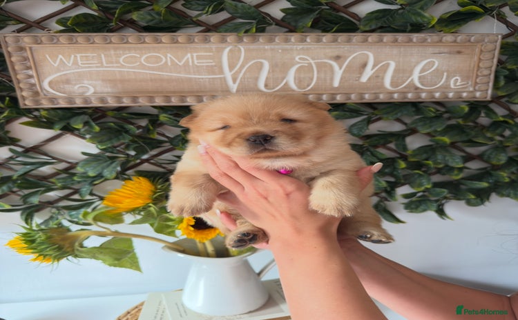 Chow Chow dogs - Advert 7