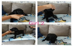 Mixed Breed dogs for sale: 3/4 labrador 1/4 Dalmatian puppies  - Image 6
